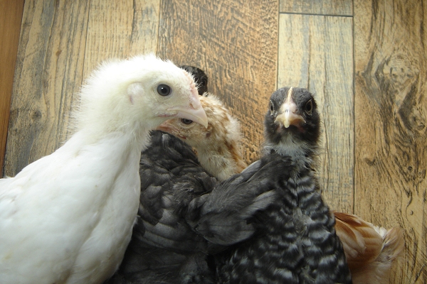 4 Pullet Chicks Week 4 - Steel Blue, Gold Comet, Amber White & Barred Rock